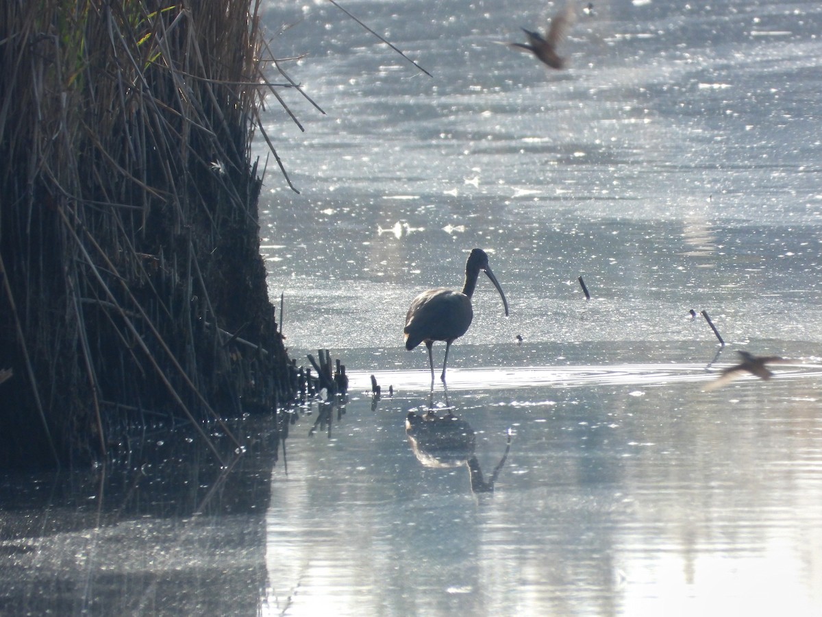 Ibis falcinelle - ML644460541