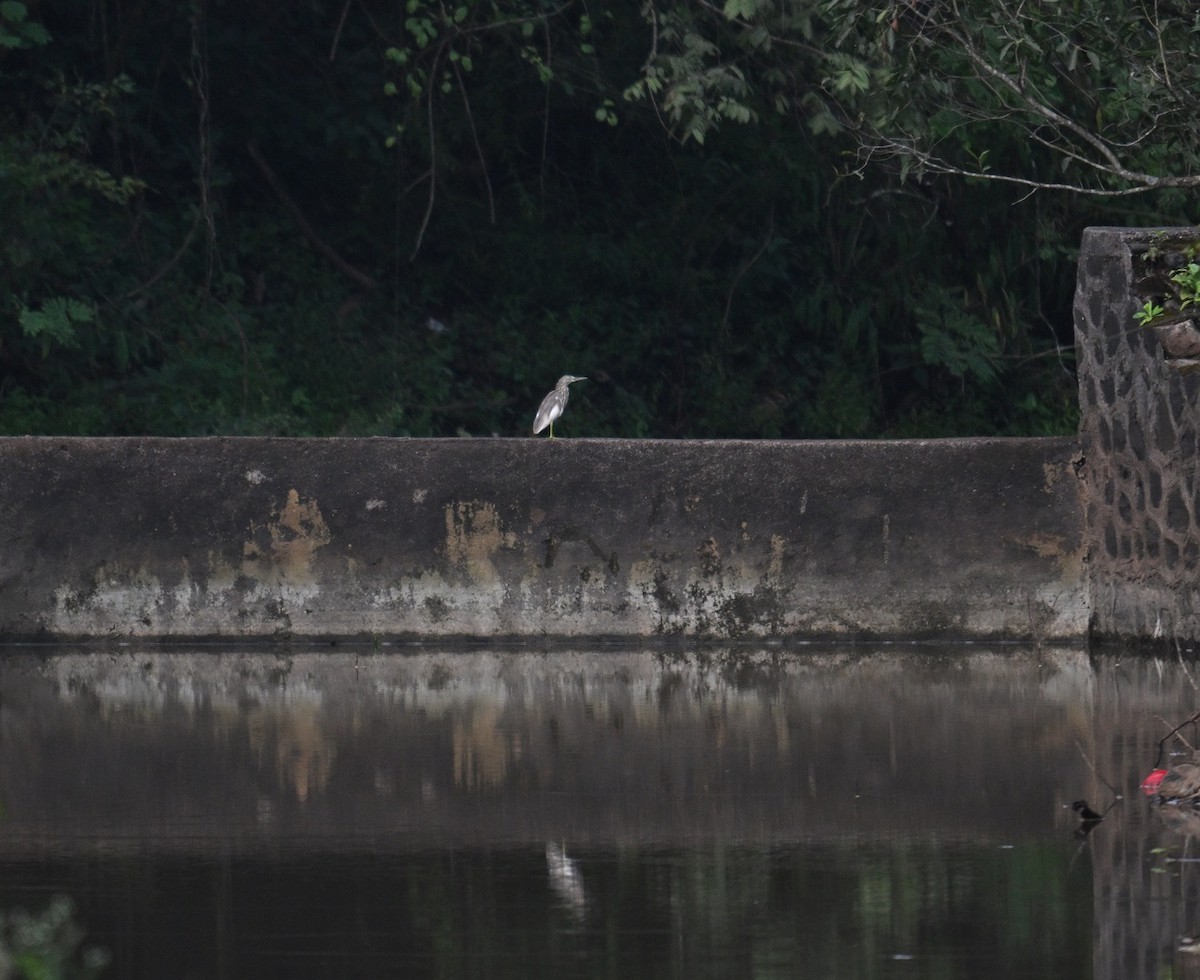 אנפית סוף הודית - ML644460542