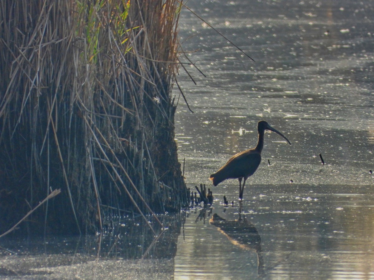 Ibis falcinelle - ML644460543