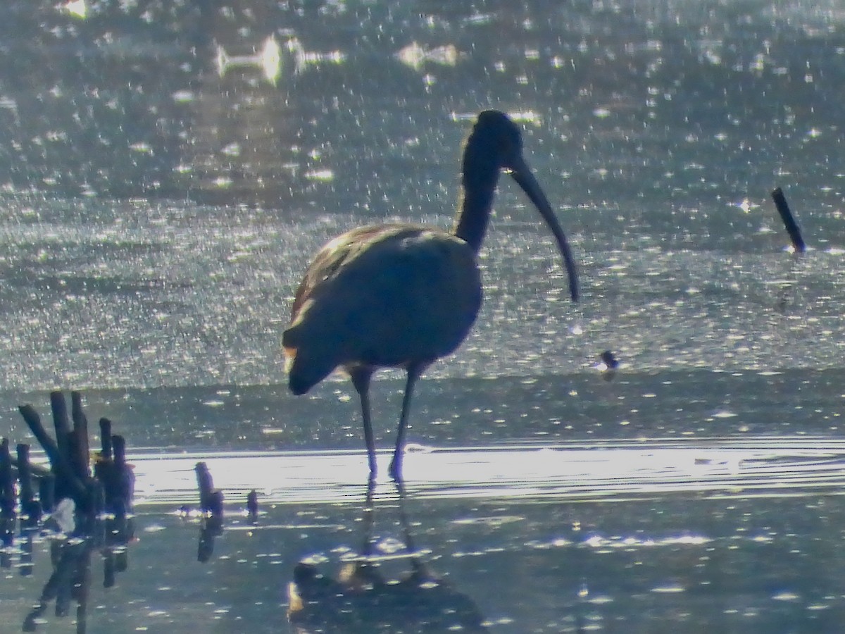 Ibis falcinelle - ML644460544