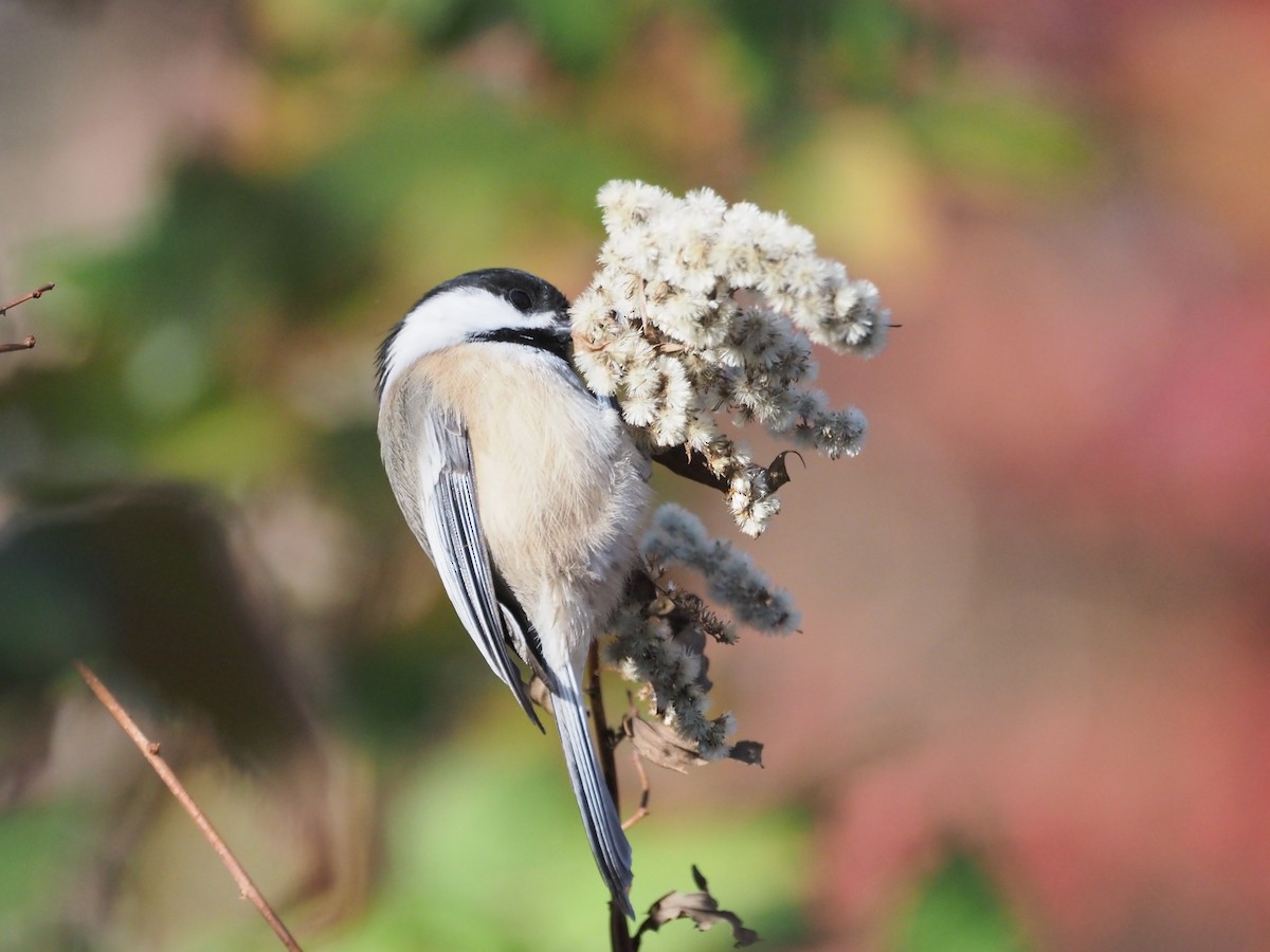 Carbonero Cabecinegro - ML644460547