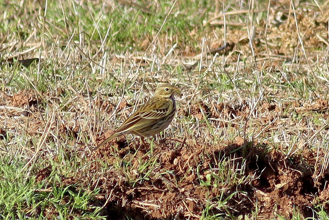 Çayır İncirkuşu - ML644460550