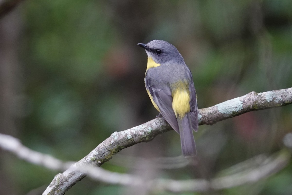 Eastern Yellow Robin - ML644460554