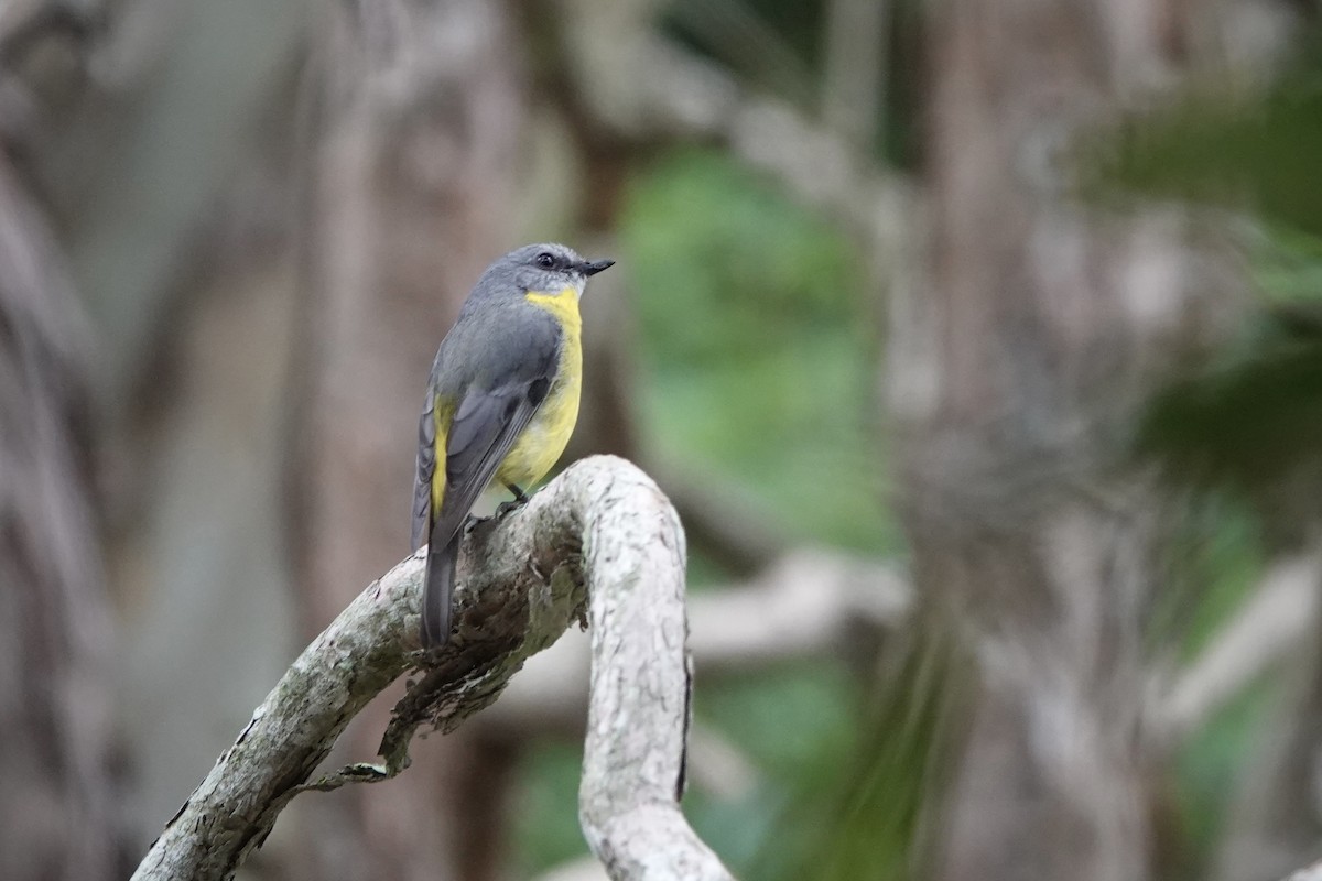 Eastern Yellow Robin - ML644460555