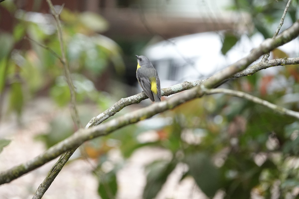 Eastern Yellow Robin - ML644460556