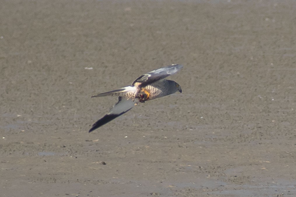 アンデスチュウヒ - ML644460563