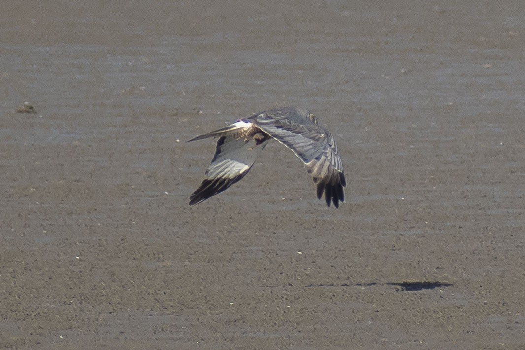 アンデスチュウヒ - ML644460564