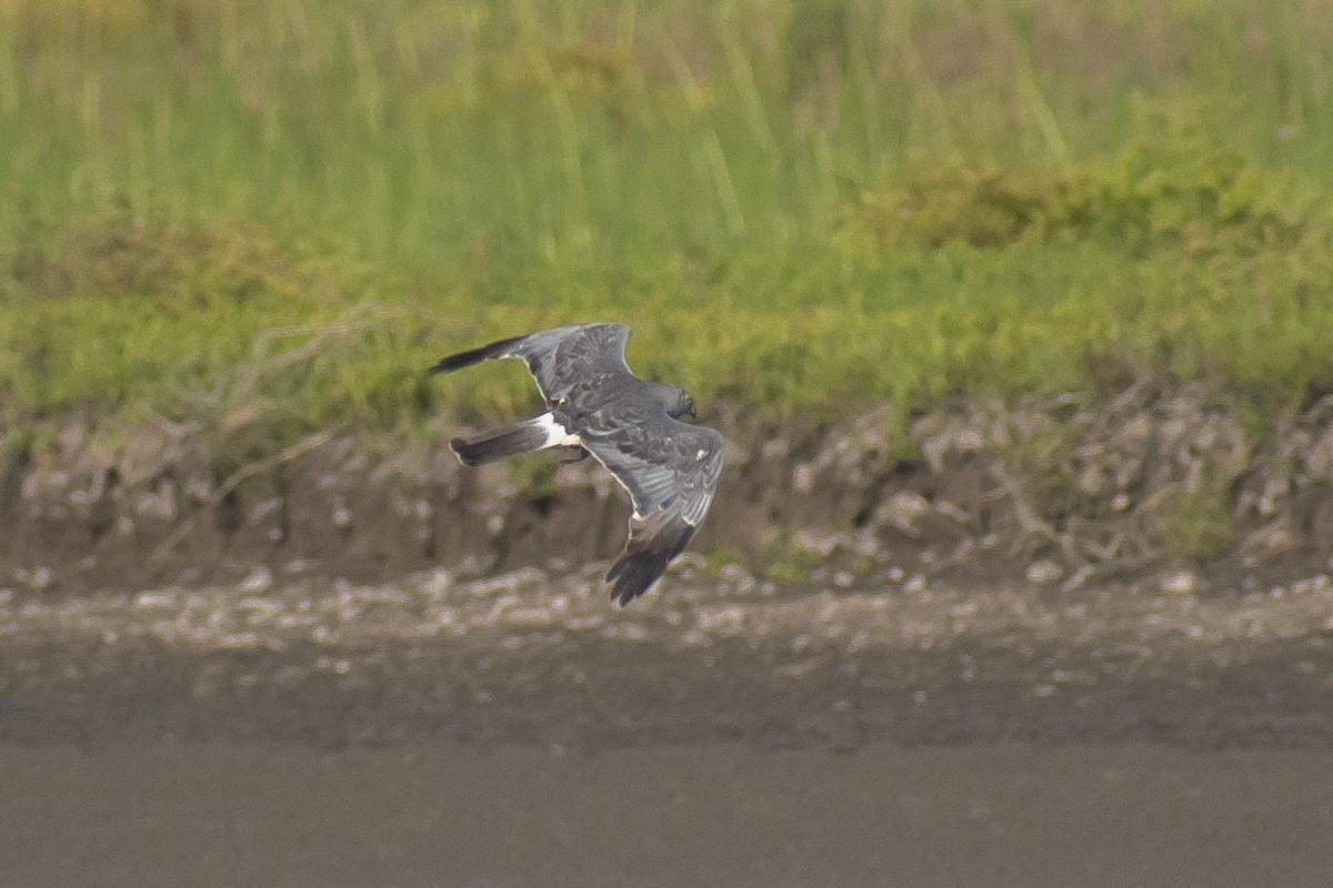 アンデスチュウヒ - ML644460565