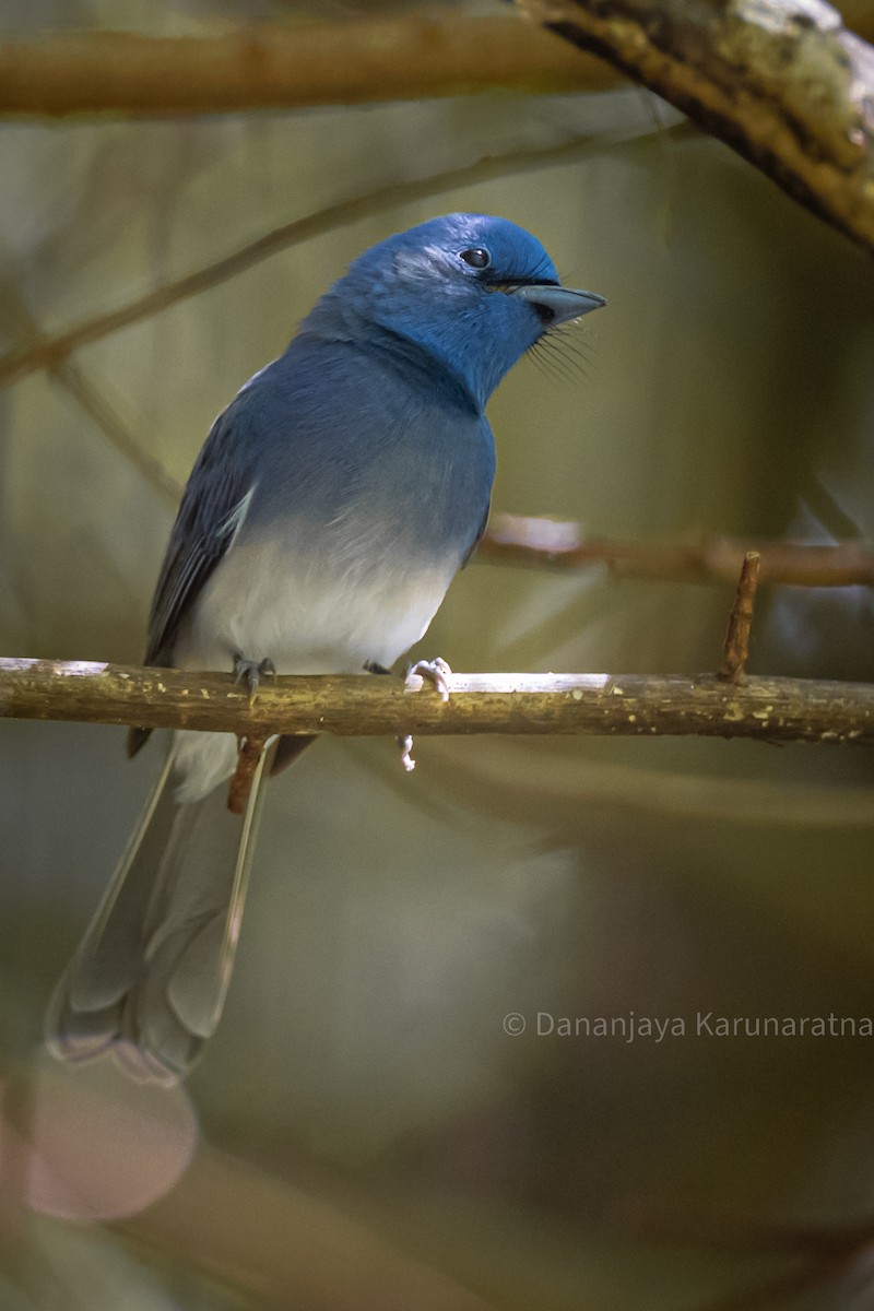 Black-naped Monarch - ML644460567