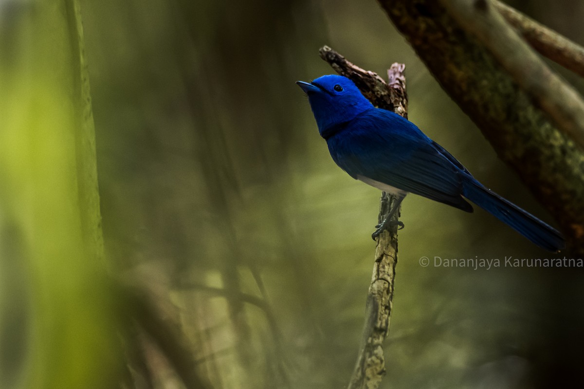 Black-naped Monarch - ML644460568