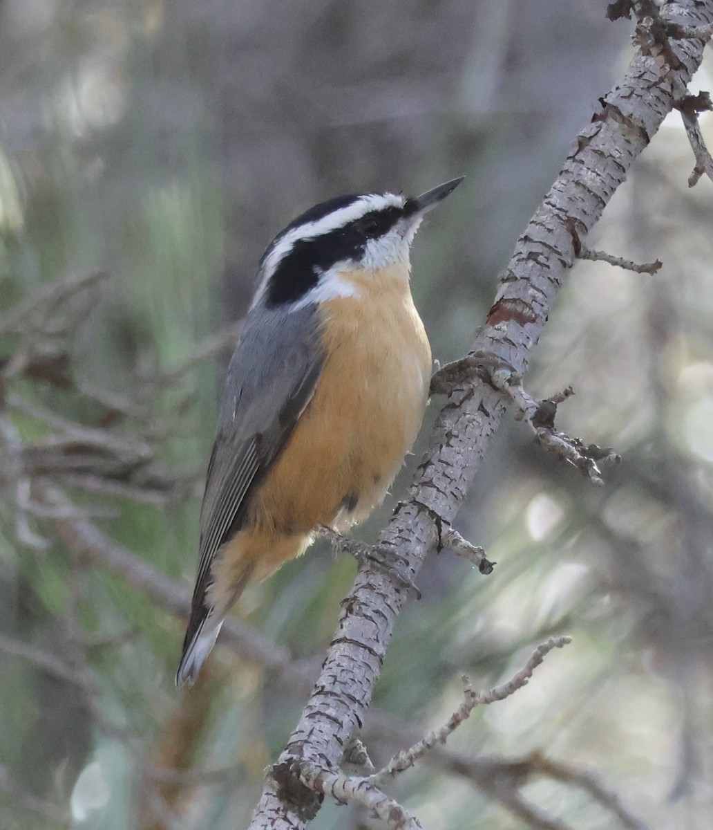 Red-breasted Nuthatch - Gretchen Framel