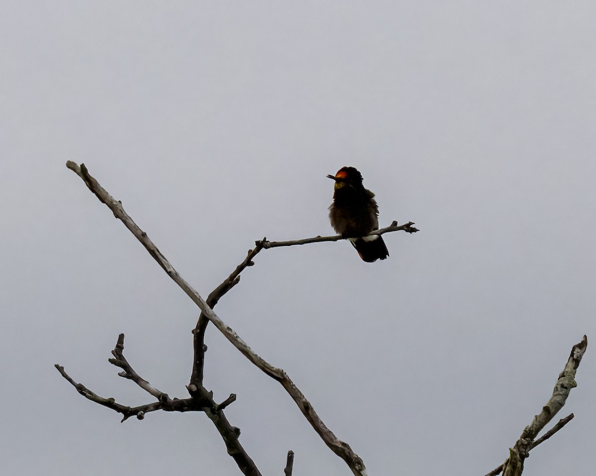 ルビートパーズハチドリ - ML644460575