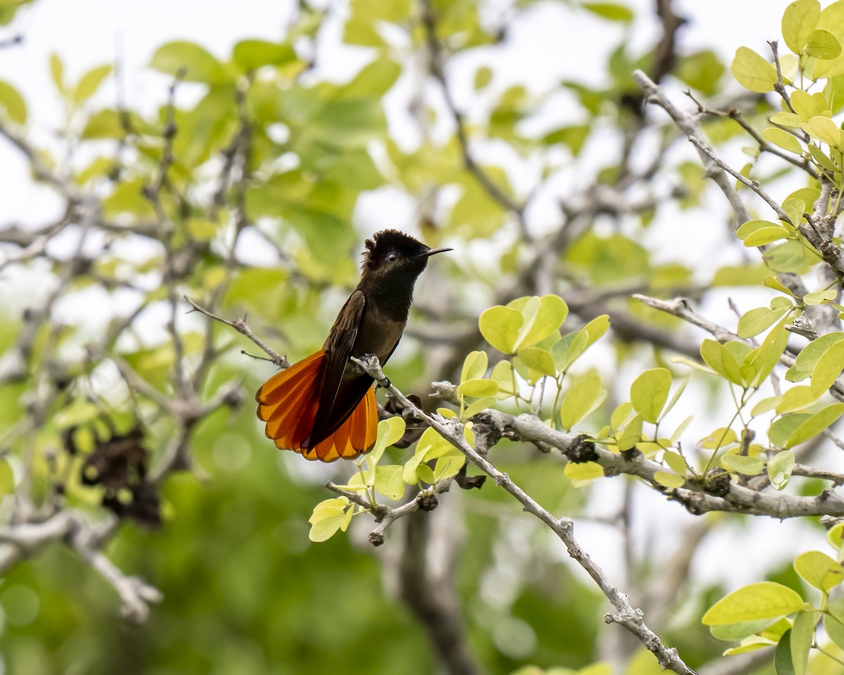 ルビートパーズハチドリ - ML644460576