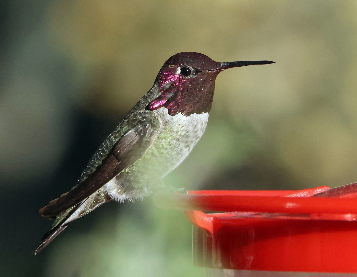 rødmaskekolibri - ML644460595