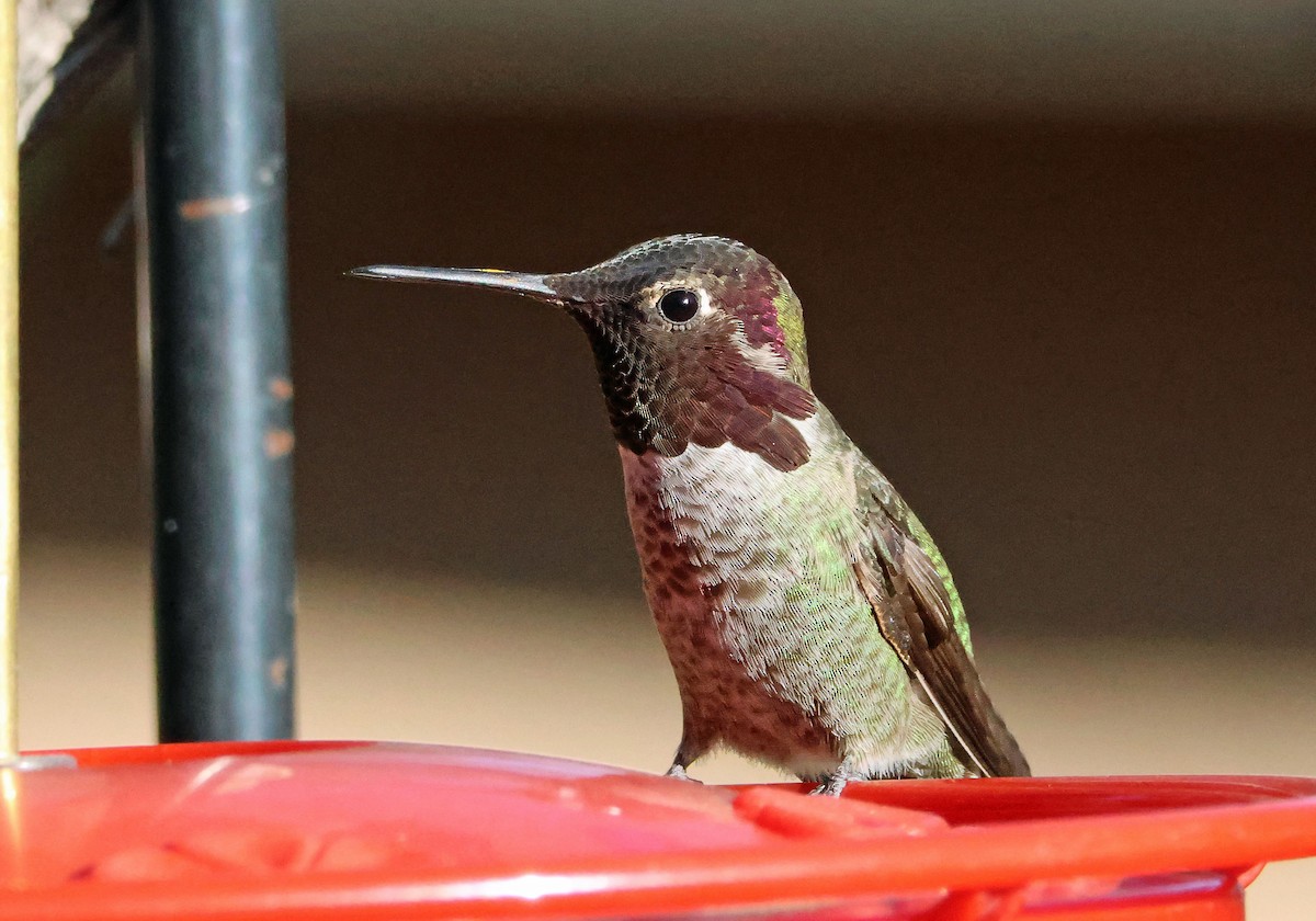 rødmaskekolibri - ML644460598