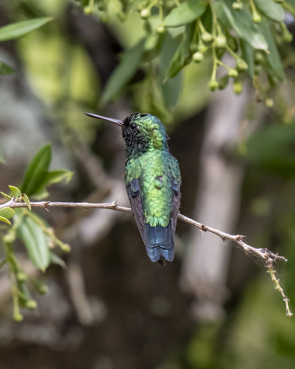 Красноклювый изумруд - ML644460602