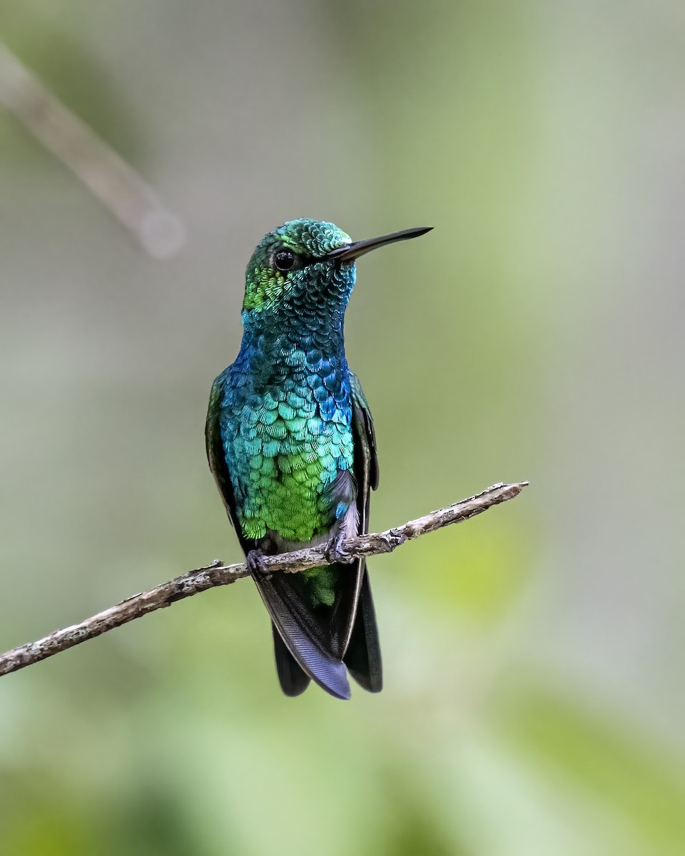 Красноклювый изумруд - ML644460603