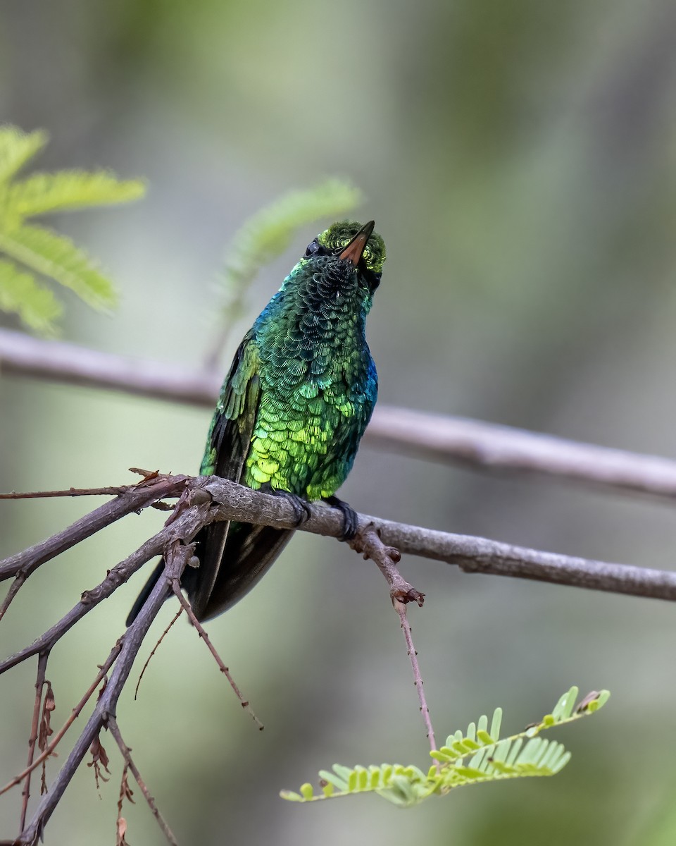 Kolumbiensmaragdkolibri - ML644460604