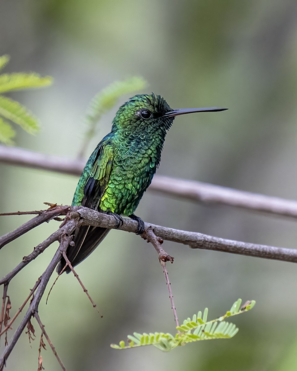 Красноклювый изумруд - ML644460605