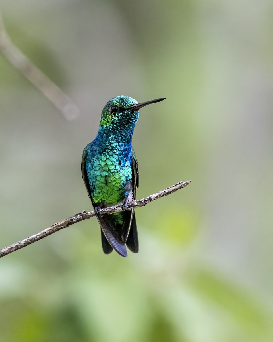 Kolumbiensmaragdkolibri - ML644460606