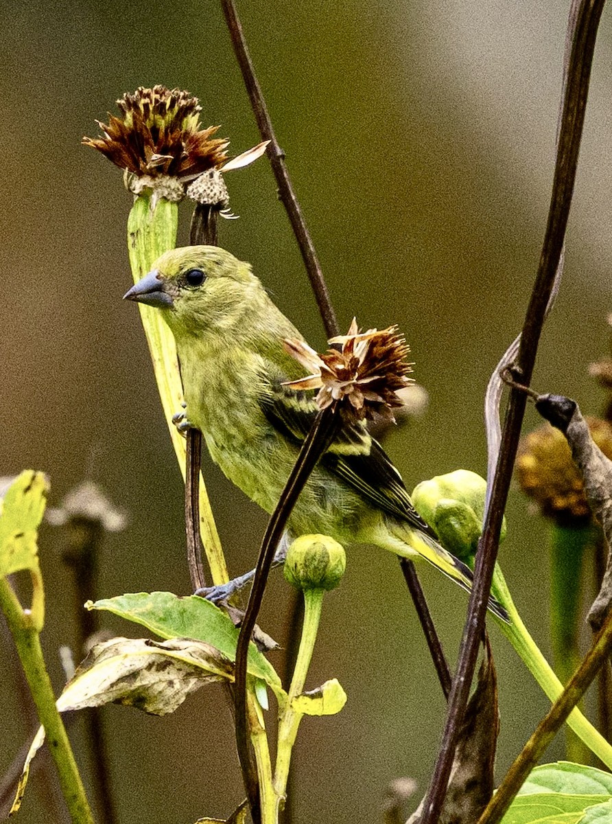 Yarrellzeisig - ML644460609