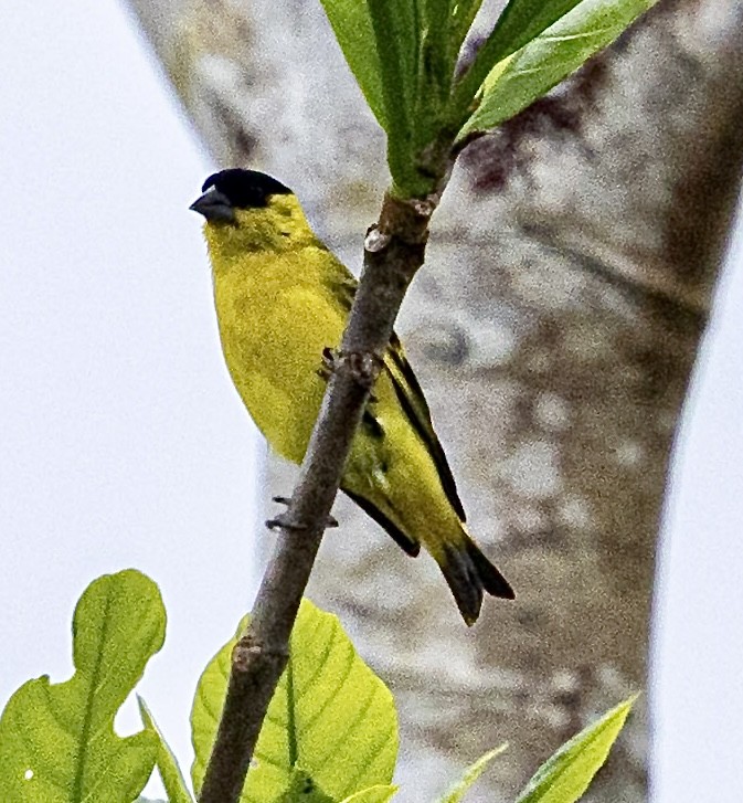 Yarrellzeisig - ML644460610