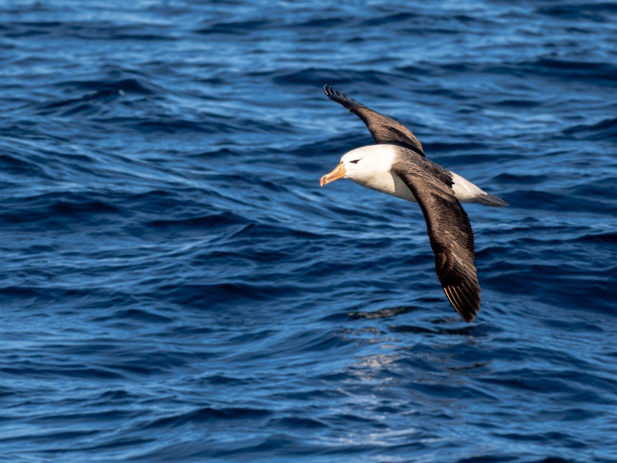 Kara Kaşlı Albatros - ML644460616