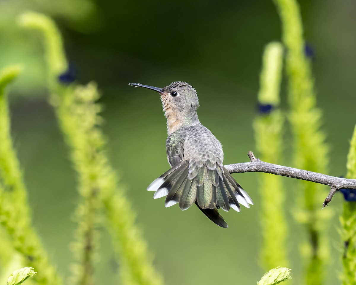 Buffy Hummingbird - ML644460619