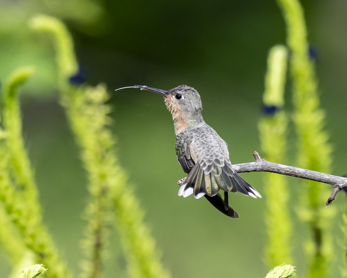 Buffy Hummingbird - ML644460620