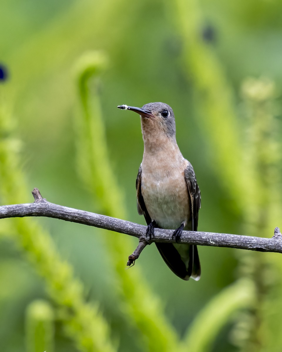 Buffy Hummingbird - ML644460621