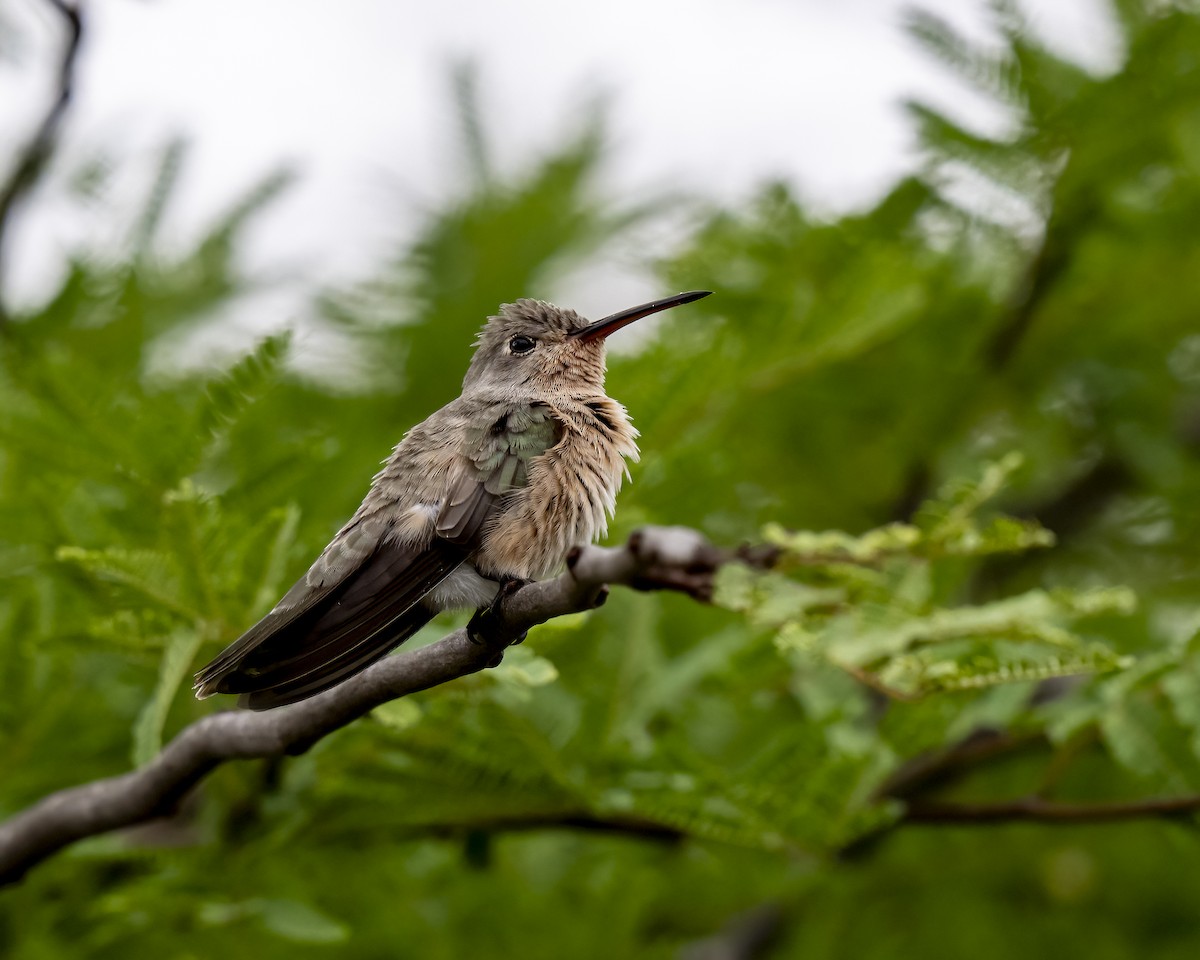 Buffy Hummingbird - ML644460622