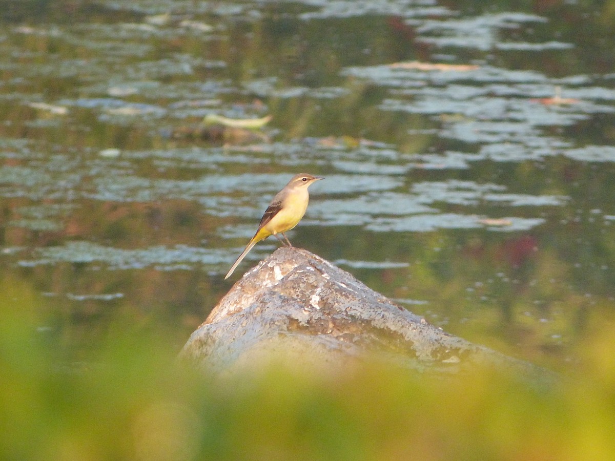 Уулын цэгцгий - ML644460623