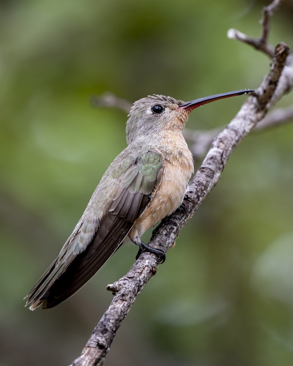 Buffy Hummingbird - ML644460625