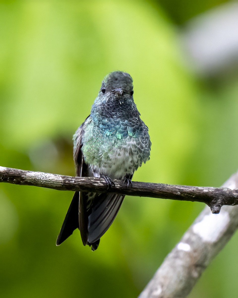 Grünkolibri - ML644460627