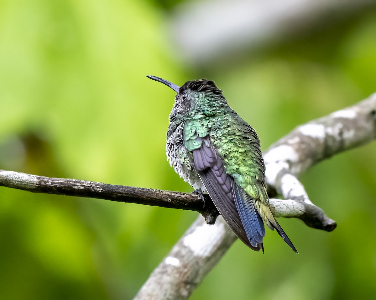 Grünkolibri - ML644460628