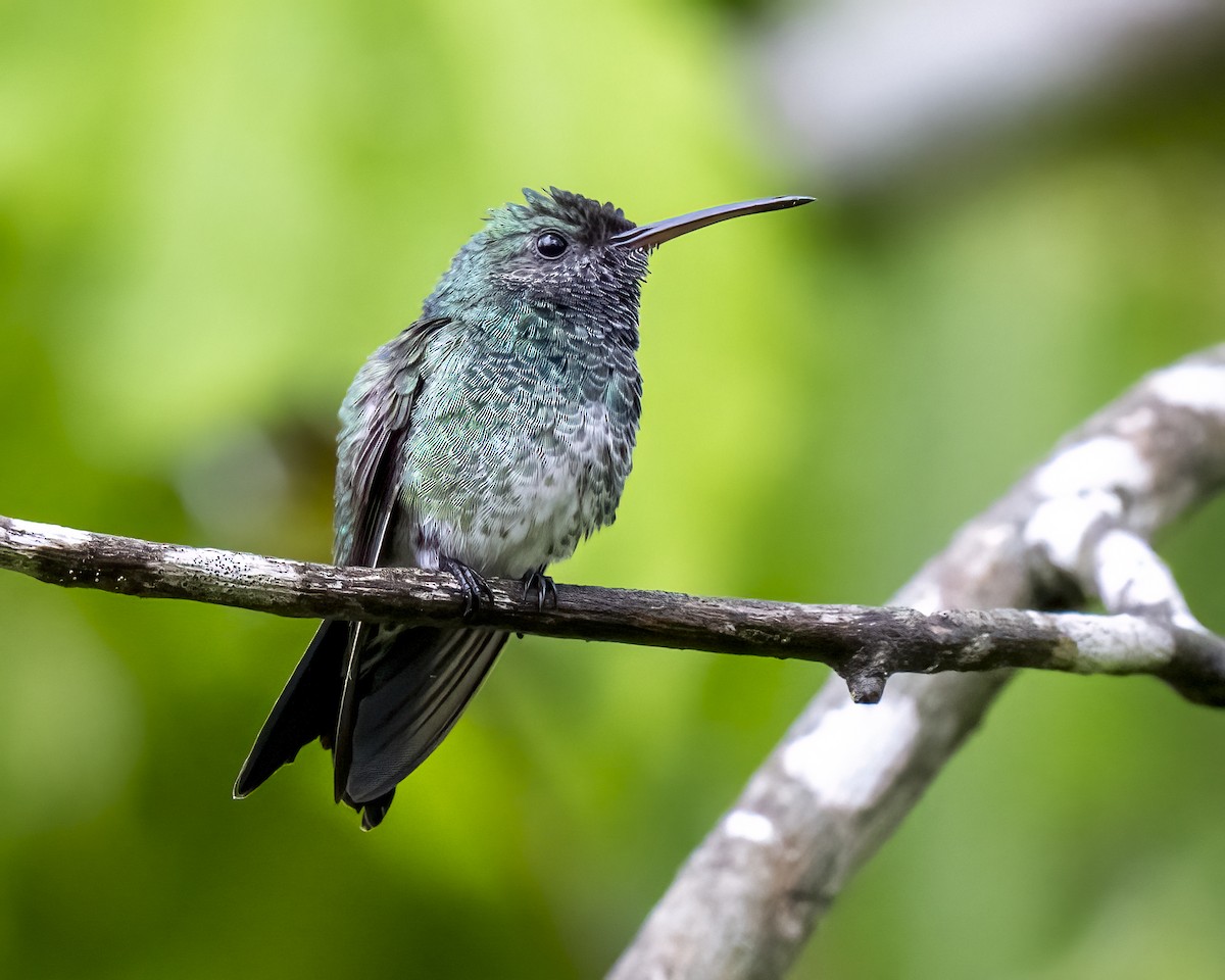 Grünkolibri - ML644460629