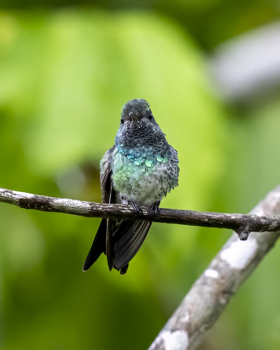 Grünkolibri - ML644460630