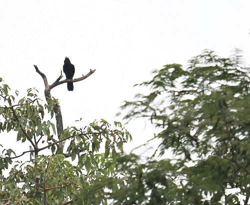 Asian Koel - ML644460631