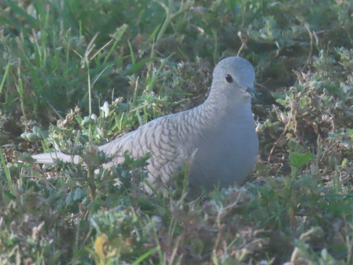 Colombe inca - ML644460636