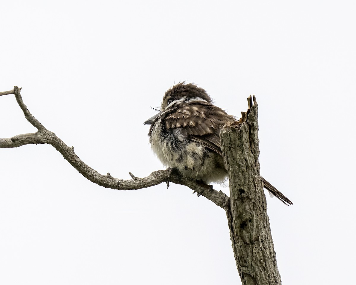 Rostkehl-Faulvogel - ML644460638