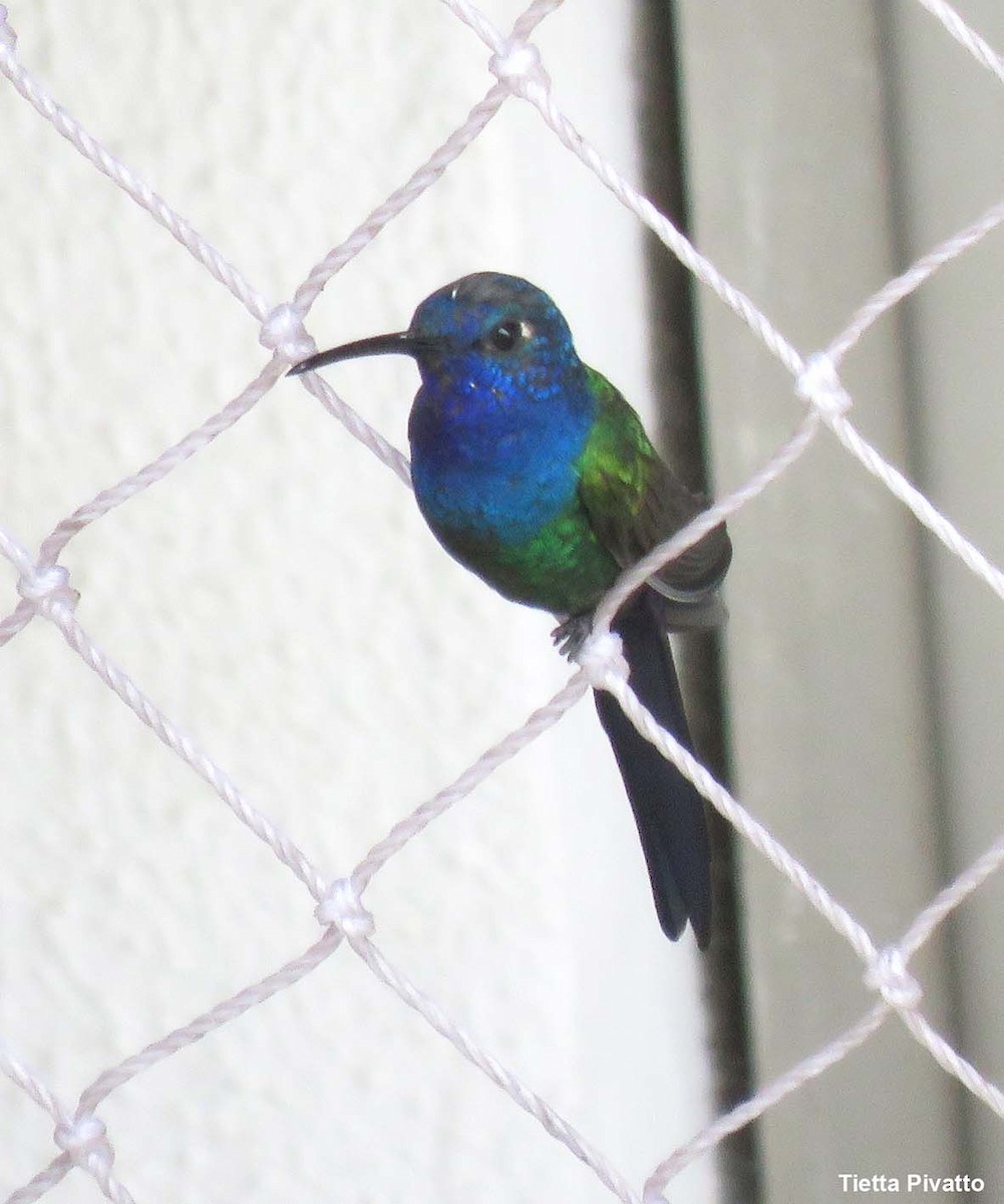 ツバメハチドリ - ML644460640