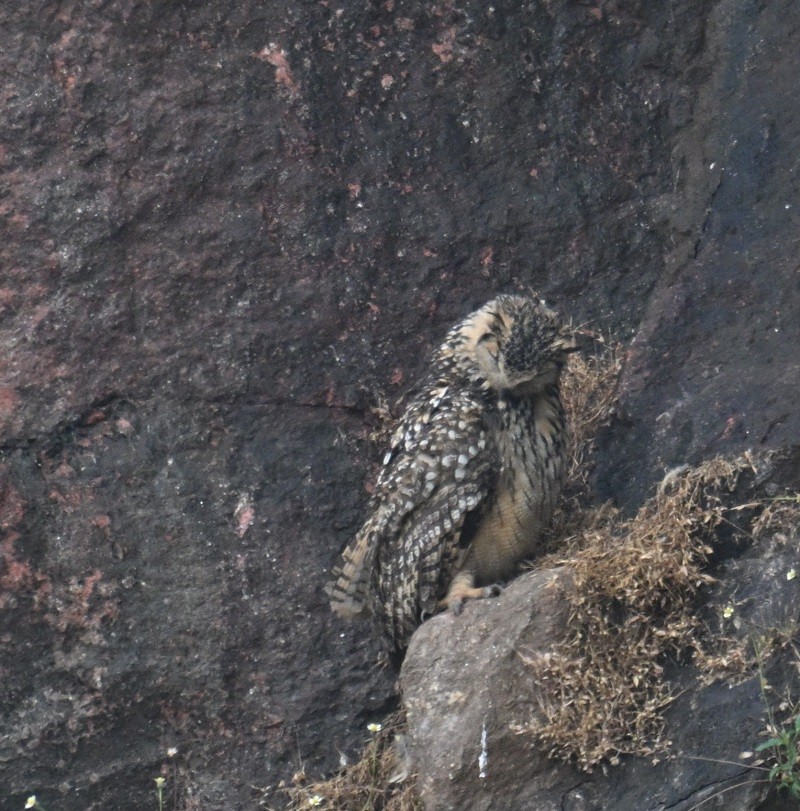 Rock Eagle-Owl - ML644460642