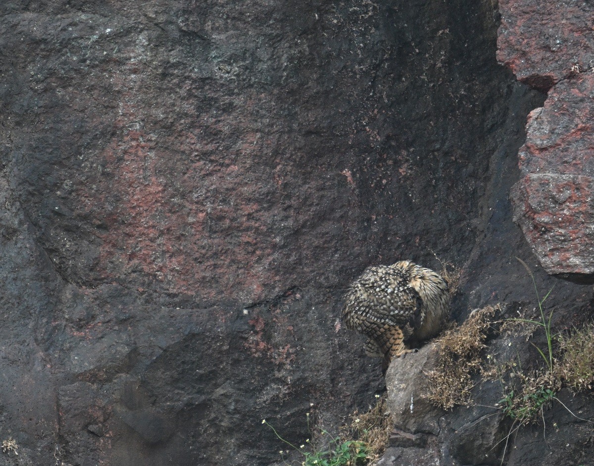 Rock Eagle-Owl - ML644460643