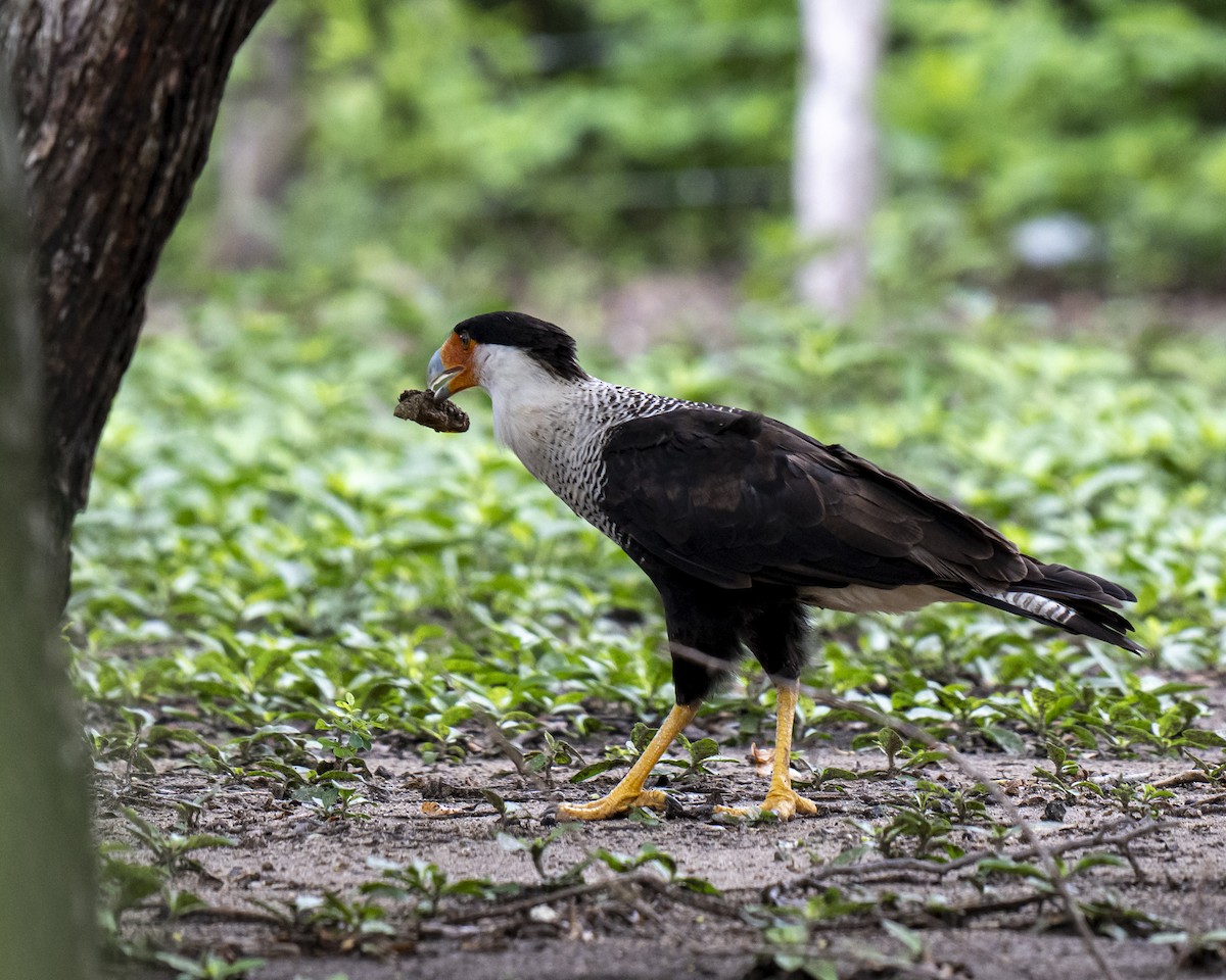 Schopfkarakara - ML644460644