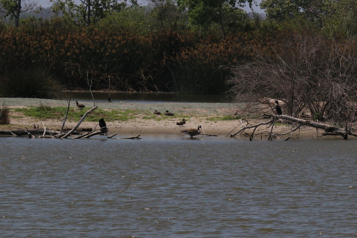 Нерозень - ML644460646