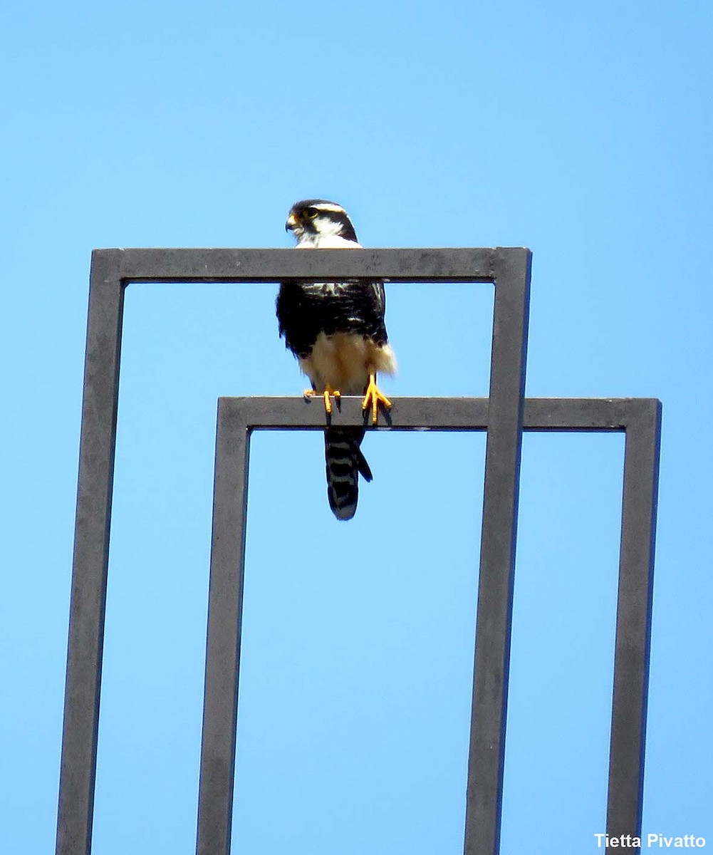 Aplomado Falcon - ML644460647