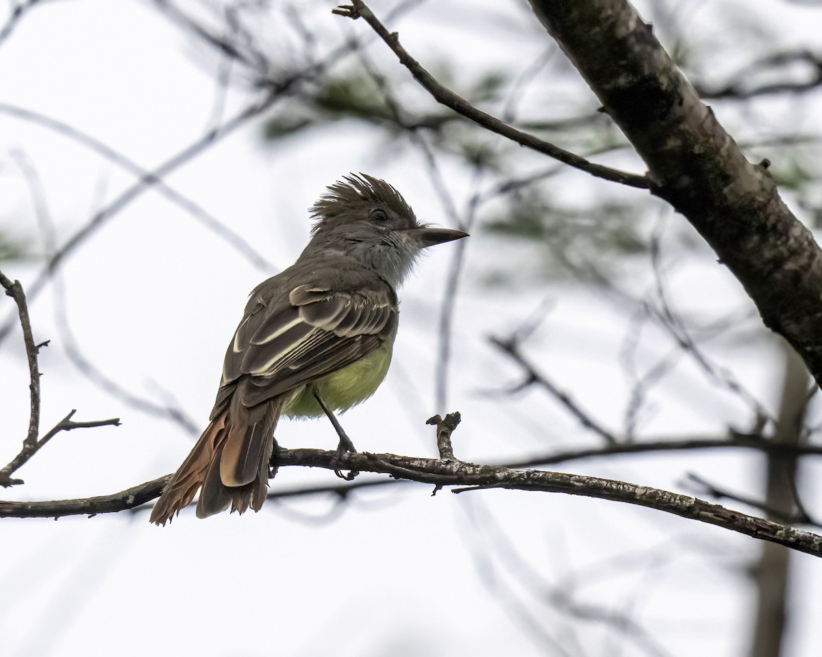 Braunschopftyrann - ML644460650