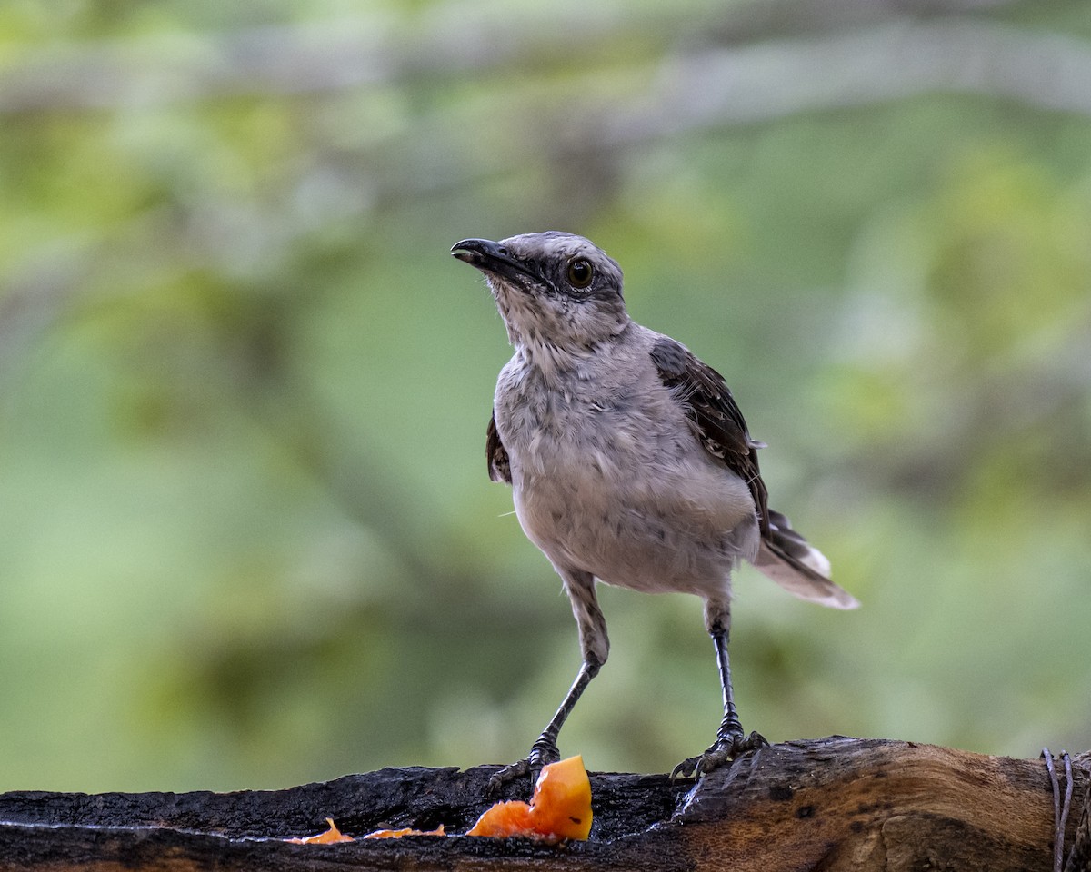 Tropical Mockingbird - ML644460660