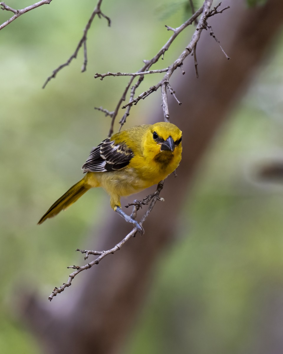 Orangebrusttrupial - ML644460664