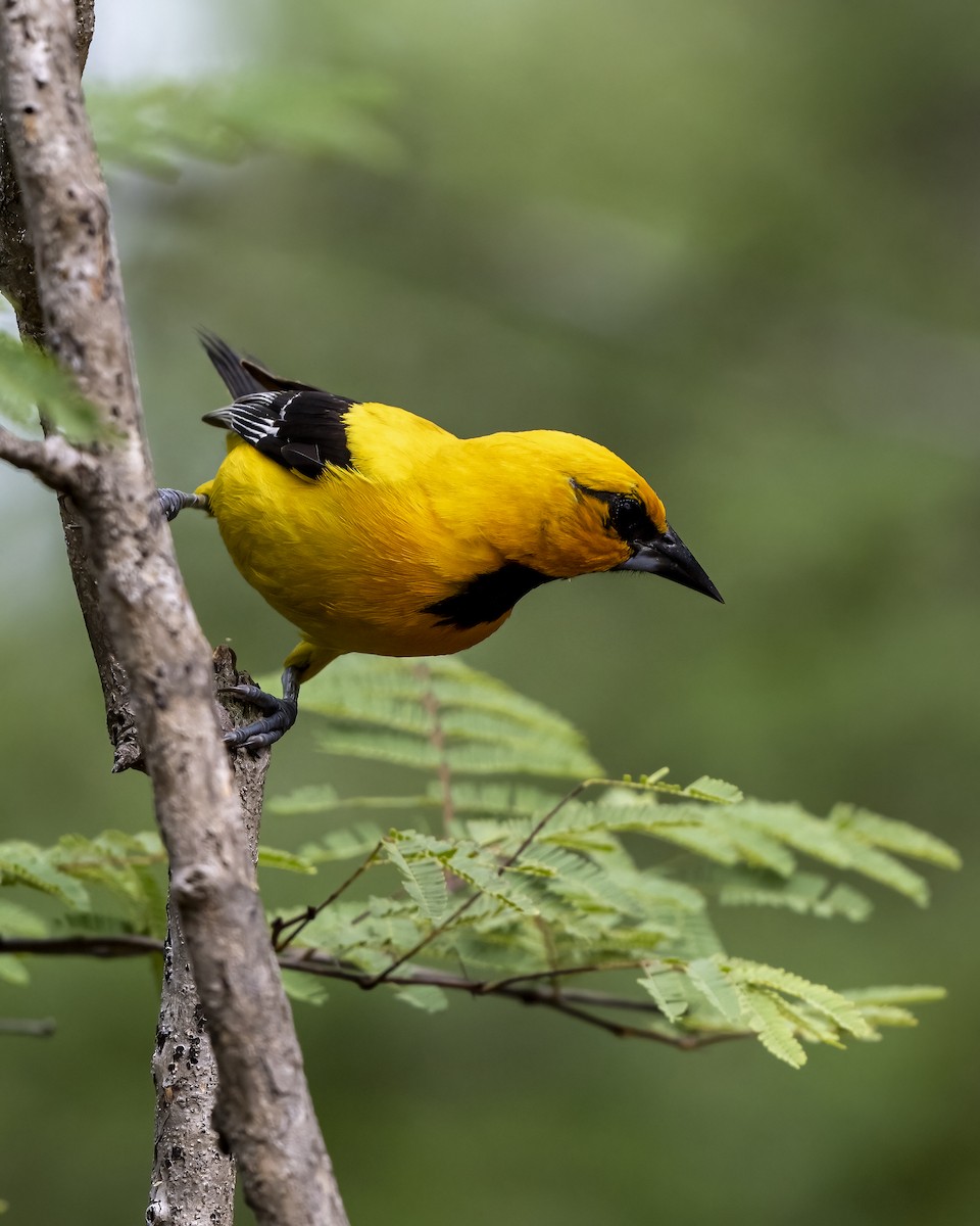 Orangebrusttrupial - ML644460665